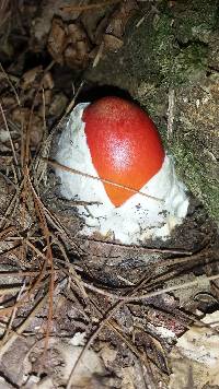 Amanita jacksonii image