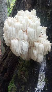 Hericium americanum image