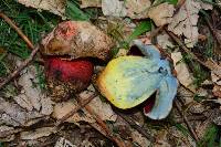 Boletus rhodoxanthus image