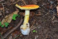 Amanita caesarea image