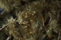 Usnea intermedia image