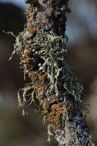 Ramalina leptocarpha image