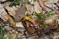 Boletus chrysenteron image