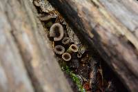 Craterellus cornucopioides image