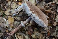 Macrolepiota procera var. procera image