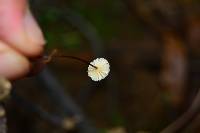 Marasmius rotula image