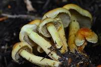 Hypholoma fasciculare image