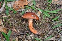 Image of Tricholoma ustaloides