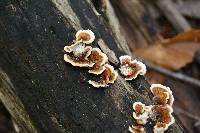 Trametes versicolor image