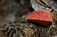 Fistulina hepatica image