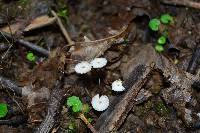 Marasmius rotula image