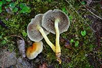 Hypholoma fasciculare image