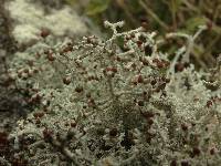 Stereocaulon ramulosum image