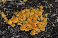 Hypholoma fasciculare image