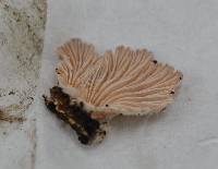 Schizophyllum commune image