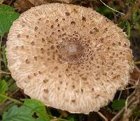 Macrolepiota procera var. procera image