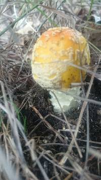 Amanita muscaria var. guessowii image