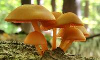 Mycena leaiana image