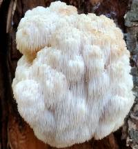 Hericium americanum image