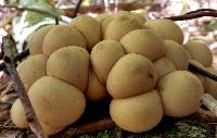 Lycoperdon pyriforme image