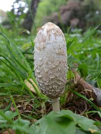 Coprinus comatus image