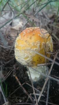 Amanita muscaria var. guessowii image