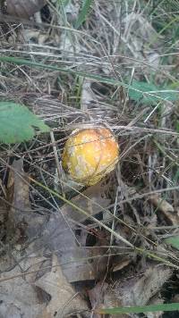 Amanita muscaria var. guessowii image