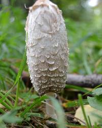 Coprinus comatus image