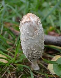 Coprinus comatus image