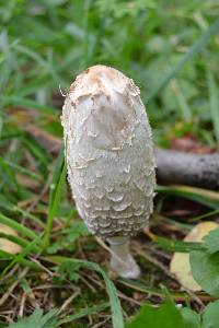 Coprinus comatus image