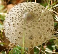 Macrolepiota procera var. procera image