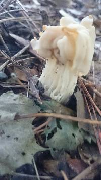 Helvella maculata image