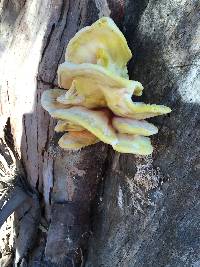 Laetiporus gilbertsonii image