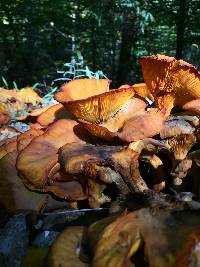 Omphalotus illudens image