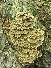 Trametes versicolor image