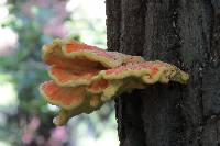 Laetiporus sulphureus image