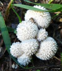 Lycoperdon marginatum image