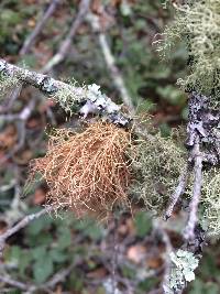 Usnea rubicunda image