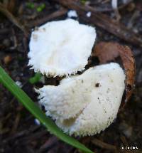 Lycoperdon marginatum image