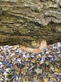 Ganoderma applanatum image