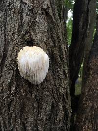 Hericium erinaceus image