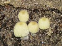 Coprinellus disseminatus image