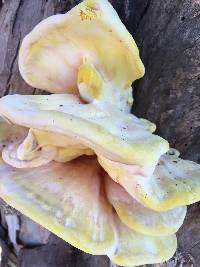 Laetiporus gilbertsonii image