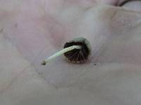 Coprinellus disseminatus image