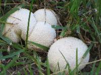 Lycoperdon perlatum image