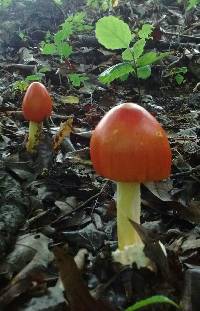 Amanita jacksonii image