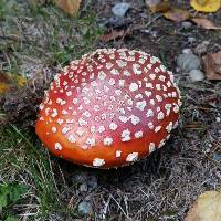 Amanita muscaria image