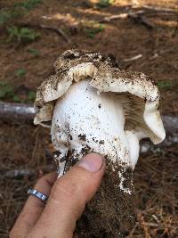 Russula nigricans image