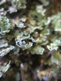 Cladonia bellidiflora image