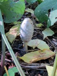 Coprinus comatus image